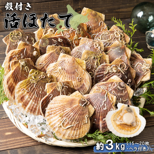 北海道 羽幌町産 殻付き活ホタテ 約3kg（15～20枚・ヘラ付き）【0910204】 1342331 - 北海道羽幌町