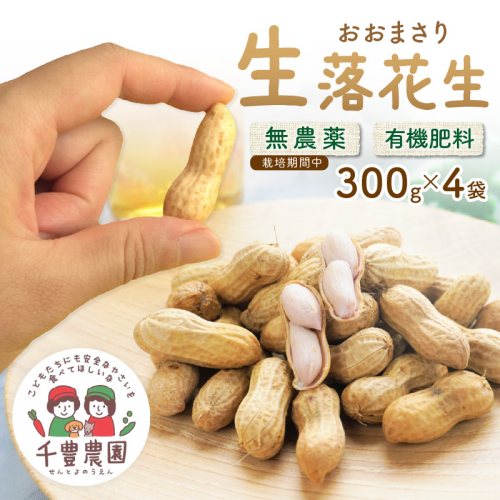 【先行予約/数量限定100】農家直送　生落花生(おおまさり)　300g×4袋　レシピ付き 1342857 - 京都府京丹後市