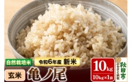 〈先行予約 令和6年産 新米〉自然栽培米「亀ノ尾」玄米10kg 天日干し 農薬・肥料不使用