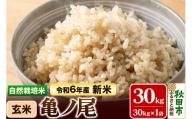 〈先行予約 令和6年産 新米〉自然栽培米「亀ノ尾」玄米 30kg 天日干し 農薬・肥料不使用