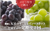 KF-T041【きよとう】葡萄好きに贈る！種なしピオーネとシャインマスカットが２房ずつ届く定期便（２回）