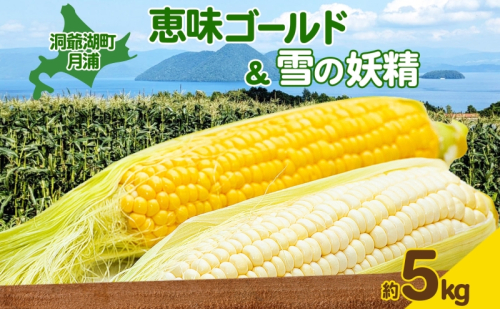 北海道 月浦 めぐみ ゴールド 雪の妖精 5kg 先行受付 2026年8月中旬～9月中旬頃お届け とうもろこしトウモロコシ とうきび コーン 恵味 旬 野菜 朝採り 産地直送 青山農園 1344081 - 北海道洞爺湖町