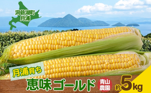 北海道 月浦 めぐみ ゴールド 5kg  先行受付 8月下旬～9月中旬頃にお届け とうもろこしトウモロコシ とうきび 恵味 スイート コーン 旬 野菜 甘い 大粒 人気 朝採り 産地直送 青山農園 送料無料 洞爺湖 1344083 - 北海道洞爺湖町