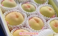 岡山市産 旬の白桃セレクション 約2kg くぼ農園