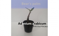 アデニウムアラビカム　Adenium arabicum_栃木県大田原市生産品_Bear‘s palm