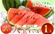 【 訳あり 】 スイカ 王国 熊本 ！ 大玉 すいか 1玉 | 熊本県産 果物 西瓜 フルーツ