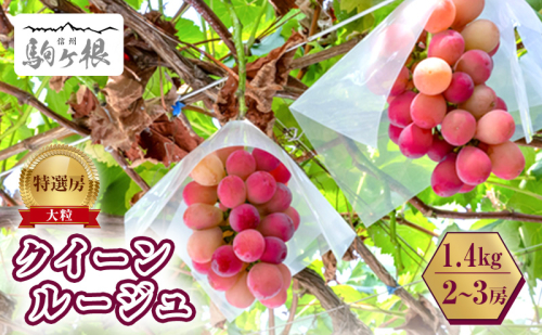 ぶどう 長野 クイーンルージュ 約 1.4kg 2～3房 特選 大粒 種なし 皮ごと 産地直送 フルーツ 果物 デザート おやつ シャインマスカット 葡萄 秋 旬 旬の果物 旬のフルーツ 信州 信州産 長野県 2025 2025年 1348335 - 長野県駒ヶ根市