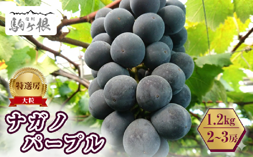2026年産 ぶどう 長野 ナガノパープル 約1.2kg 2〜3房 特選 大粒 種なし 皮ごと 産地直送 フルーツ 果物 デザート おやつ 葡萄 長野パープル 秋 旬 旬の果物 旬のフルーツ 信州 信州産 長野県 長野県産 2026 2026年 1348336 - 長野県駒ヶ根市