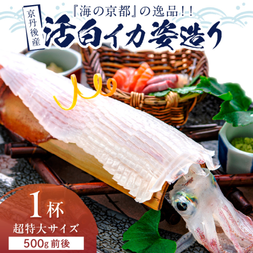 京丹後産『海の京都』の逸品！！　活白イカ姿造り（クリスタル白いか）超特大サイズ 1杯（500g前後）（2024年6月上旬～発送）
 1348344 - 京都府京丹後市