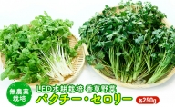 LED水耕栽培 香草野菜（パクチー/セロリー）250g
