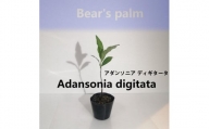 アダンソニア ディギタータ　Adansonia digitata_栃木県大田原市生産品_Bear‘s palm