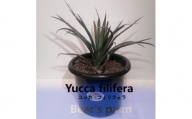 ユッカフィリフェラ　Yucca filifera_栃木県大田原市生産品_Bear‘s palm