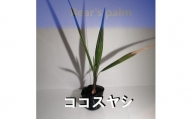 ココスヤシ_栃木県大田原市生産品_Bear‘s palm
