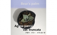 アガベパリートランカータ　Agave parryi var. truncata_栃木県大田原市生産品_Bear‘s palm