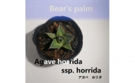アガベ ホリダ　Agave horrida ssp. horrida_栃木県大田原市生産品_Bear‘s palm