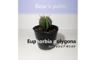 ユーフォルビア ポリゴナ　Euphorbia polygona_栃木県大田原市生産品_Bear‘s palm