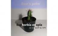 ユーフォルビアエノプラ　Euphorbia enopla_栃木県大田原市生産品_Bear‘s palm