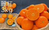 早川農園の麗紅（れいこう）３kg　みかん 柑橘 フルーツ 先行予約【R00233】