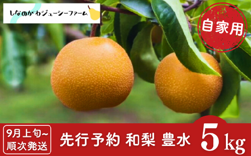 先行予約 和梨 豊水 自家用 約5kg [9月上旬から発送予定] 新潟県 三条市産 梨 [しなのがわジューシーファーム]【010S481】