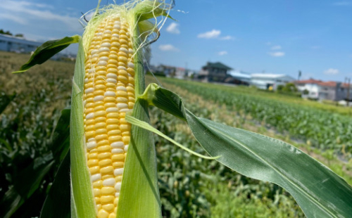 朝どれ とうもろこし 10本～12本 【2024年6月上旬～6月下旬発送予定】 野菜 トウモロコシ もろこし スイートコーン 甘々娘 甘太郎 ドルチェドリーム 旬 旬の野菜 旬の食材 朝採り 朝採れ 新鮮 おやつ おつまみ 静岡 1350274 - 静岡県菊川市