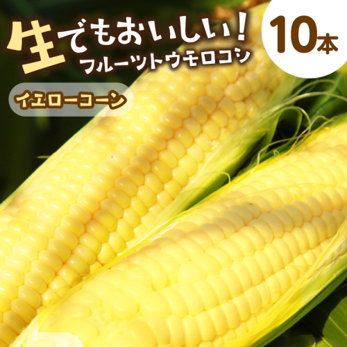 【先行予約】 生食も！高糖度！もぎたて！ フルーツトウモロコシ「イエローコーン」（2026年6月下旬～発送）
 1350585 - 京都府京丹後市