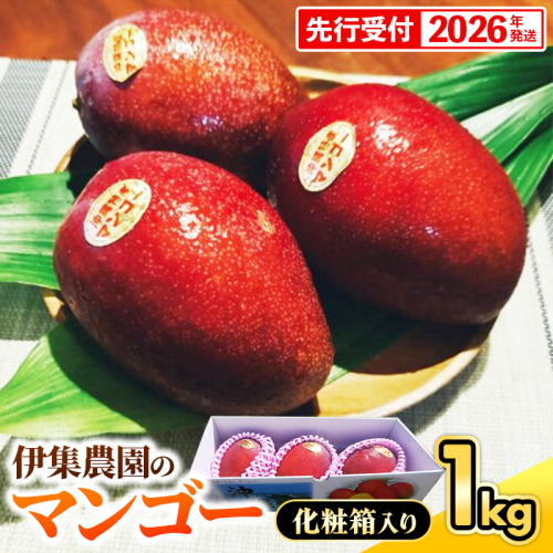 【化粧箱入】【先行受付・2026年発送】伊集農園 沖縄県産マンゴー（贈答用）約1kg - 先行予約 沖縄 産地直送 南国フルーツ 旬の味覚 旬のフルーツ 沖縄県 八重瀬町 1351721 - 沖縄県八重瀬町