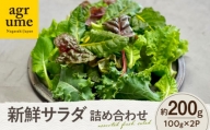 水耕栽培 新鮮サラダ野菜の詰め合わせセット 約100g×2袋 長与町/アグリューム [EAI128]