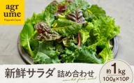 水耕栽培 新鮮サラダ野菜の詰め合わせセット 約100g×10袋 長与町/アグリューム [EAI137]