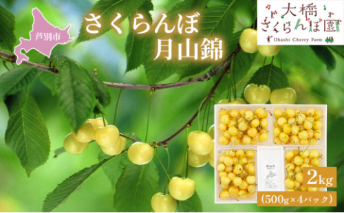 【先行受付】さくらんぼ 黄 月山錦2kg（500g×4パック）最高級 サクランボ 贈り物 ギフト 黄 希少 3L 大 [№5342-0291] 1352129 - 北海道芦別市