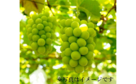 シャインマスカット 約1.2kg ／ フルーツ 果物 数量限定 皮ごと 奈良県 御所市