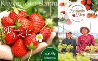 【1月発送】熊本限定品種 イチゴ ゆうべに 約500g （250g×2パック）| フルーツ 果物 くだもの いちご 苺 熊本県 玉名市