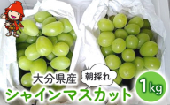 糖度計使用 シャインマスカット 1kg (約２房) いわき農園 葡萄 ぶどう ブドウ 数量限定 新鮮 産地直送 果物 くだもの フルーツ ギフト 大分県産 九州産 中津市 熨斗対応可