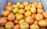 みかん 10kg サイズ2L～2S 蜜柑 ミカン フルーツ 果物 くだもの 柑橘 熊本産 九州産【2024年10月下旬~2025年2月下旬発送開始】