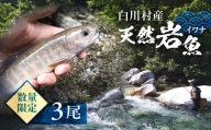 白川村産 天然岩魚 イワナ 3尾 5000円 [S801]