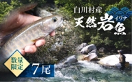 白川村産 天然岩魚 イワナ 7尾 15000円 [S803]