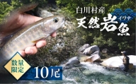 白川村産 天然岩魚 イワナ 10尾 20000円 [S804]