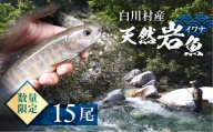 白川村産 天然岩魚 イワナ 15尾 30000円 [S805]