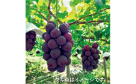巨峰 約2kg ／ フルーツ 果物 種あり ぶどう ブドウ 数量限定 奈良県 御所市