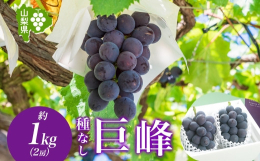 濃厚な味わいが特徴！「巨峰 2房 約1kg」を山梨県笛吹市からお届けします。◆不動の人気を誇る巨峰豊かな香りと強い甘みを持ち、優しい酸味と、きめ細かな果肉は、コクがあって濃厚な味わいです。皮の色が濃く