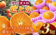 せとか 熊本玉名産 約3kg | 果物 くだもの フルーツ 柑橘類 みかん ミカン 熊本県 玉名市 旬  スイーツ 高級品種 高糖度 産地直送