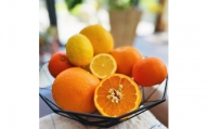 有田育ちの 旬の 柑橘 詰合せセット(ご家庭用) 約2.5kg【先行予約・2025年1月より発送】【MS63】