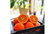 厳選 セミノールオレンジ 約3kg【先行予約・2025年4月～発送】【MS60】