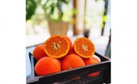 有田育ちの セミノールオレンジ (ご家庭用) 約3kg【先行予約・2025年4月～発送】【MS55】