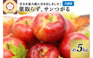 9月 りんご 5kg 葉とらず サンつがる 青森 【2024年 リンゴ 林檎 果物 】