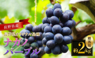 【先行予約】ナガノパープル 約2kg 贈答 ｜ながのぱーぷる ナガノパープル ぶどう ブドウ 葡萄 くだもの 果物 贈答 ふるーつ フルーツ 長野県 松本市