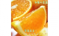 有田育ちの 完熟 清見 オレンジ (ご家庭用) 約5kg【先行予約・2025年2月～発送】【MS33】