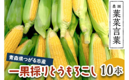 &starf;&starf;R7年産 期間限定・数量限定&starf;&starf;【発送期間】令和7年7月下旬から8月上旬まで順次発送※天候や収穫状況によって発送期間