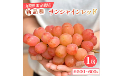 2026年発送＜数量限定＞山梨県産 希少品種「サンシャインレッド」1房 約500～600g 化粧箱入【1515303】