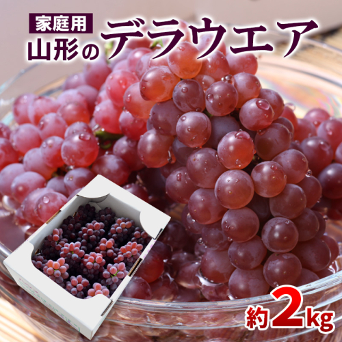 【ご家庭用】山形のデラウエア M～3L 約2kg(9～22房) [粒サイズおまかせ]【令和8年産先行予約】 FS24-137 1360041 - 山形県山形市