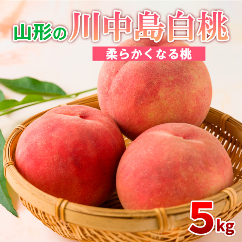山形の川中島白桃 5kg (10～16玉) [柔らかくなる桃]【令和8年産先行予約】FS24-565 1360043 - 山形県山形市